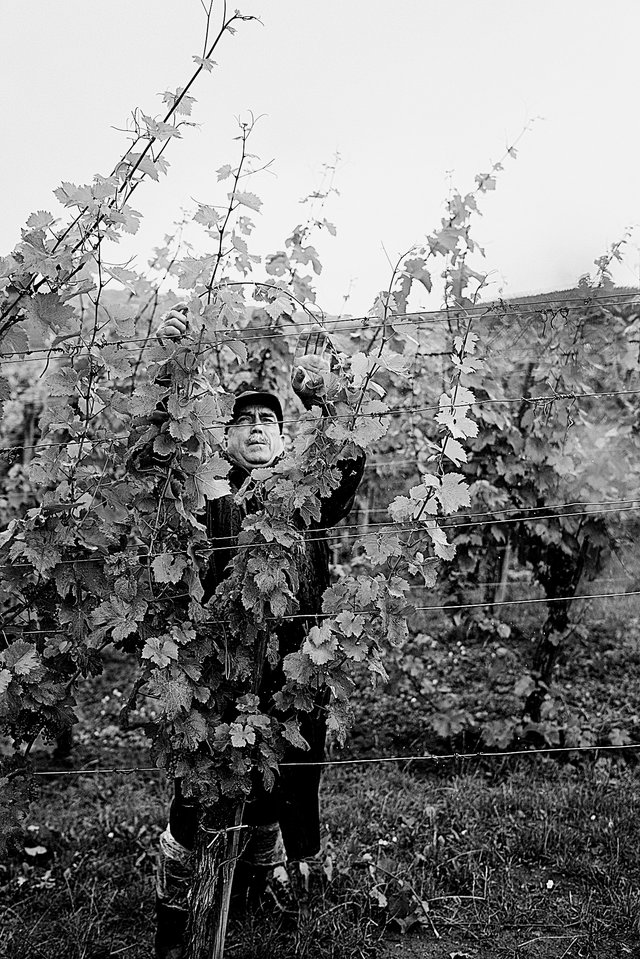 Weingutmitarbeiter bei der Arbeit im Weinberg