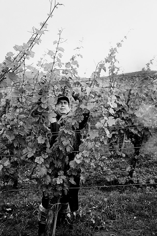 Weingutmitarbeiter bei der Arbeit im Weinberg